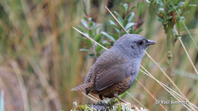 Jalca Tapaculo - ML201080361