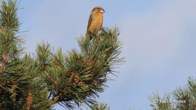 Parrot Crossbill - ML201080381