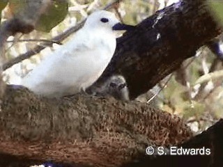 White Tern (Pacific) - ML201080421