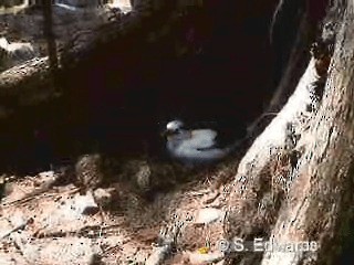 White-tailed Tropicbird (Indian Ocean) - ML201080441