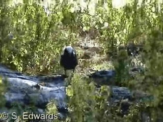 nody obecný - ML201080471