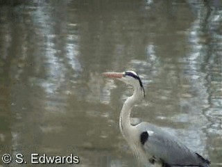 Gray Heron (Madagascar) - ML201080481