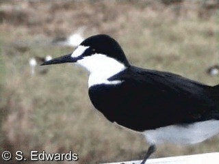 烏領燕鷗 - ML201080491