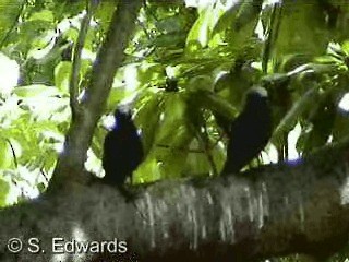 Lesser Noddy - ML201080501