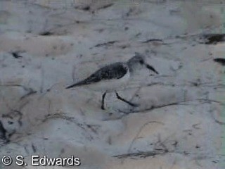 jespák písečný - ML201080511