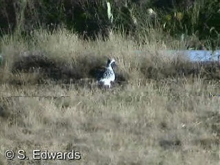 kulík bledý - ML201080521