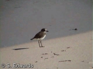 kulík tibetský - ML201080531