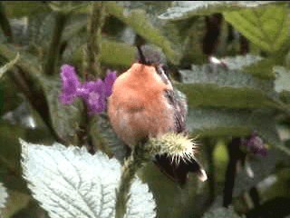 Purple-throated Mountain-gem - ML201080541