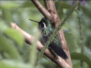 Purple-throated Mountain-gem - ML201080551