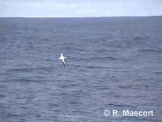 Albatros hurleur - ML201080571