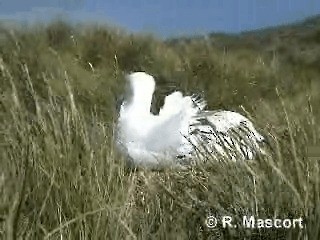 Snowy Albatross - ML201080601