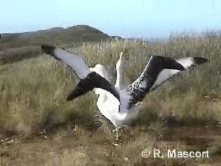 Albatros hurleur - ML201080611