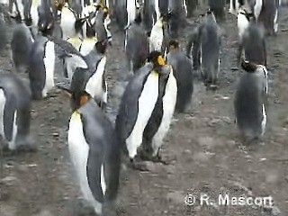 King Penguin - ML201080661