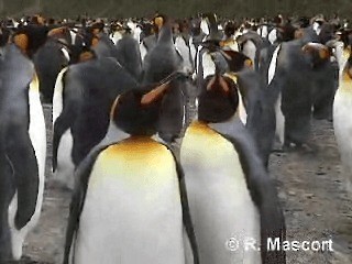 King Penguin - ML201080701