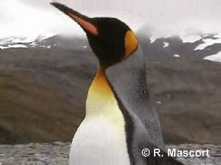 King Penguin - ML201080721