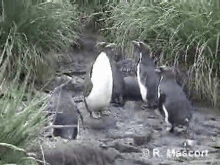 Pingüino Macaroni - ML201080751