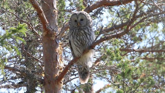 Ural Owl - ML201080851