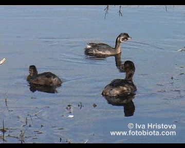 カイツブリ（ruficollis グループ） - ML201080921