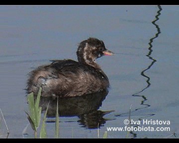 カイツブリ（ruficollis グループ） - ML201080931