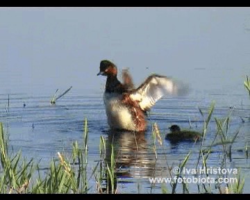 Eared Grebe - ML201080941