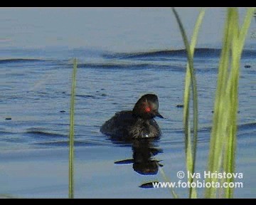 Schwarzhalstaucher - ML201080951