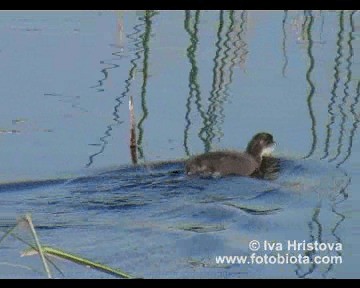 ハジロカイツブリ - ML201080961