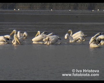 Great White Pelican - ML201080971