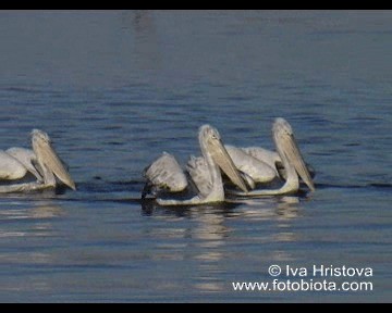 Dalmatian Pelican - ML201080981