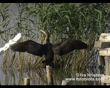 カワウ（sinensis／hanedae） - ML201081001