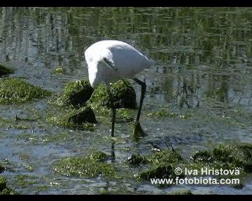 コサギ（garzetta） - ML201081011