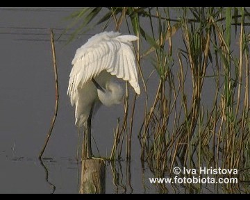 コサギ（garzetta） - ML201081021