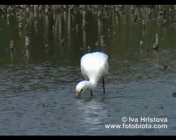 ヘラサギ - ML201081031