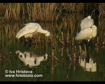 ヘラサギ - ML201081041