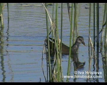 バン - ML201081051