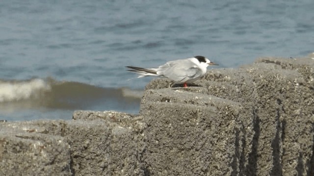 Little Tern - ML201081091