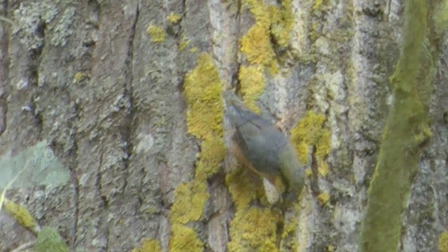 Eurasian Nuthatch (Western) - ML201081531