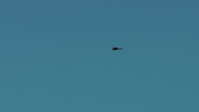 Black Kite - ML201081601