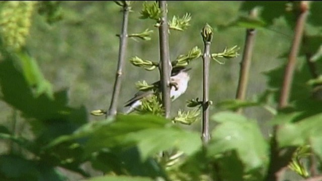 Garden Warbler - ML201081701