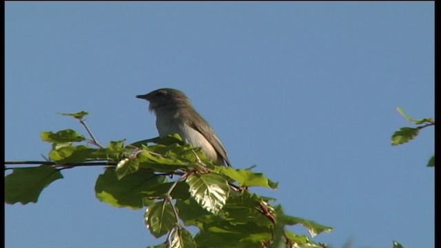 Garden Warbler - ML201081711