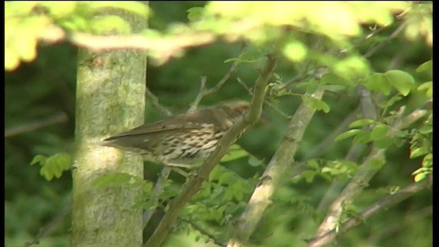 Song Thrush - ML201081721