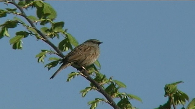 Heckenbraunelle - ML201081731