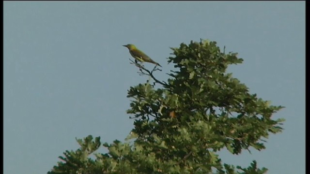 Eurasian Golden Oriole - ML201081741