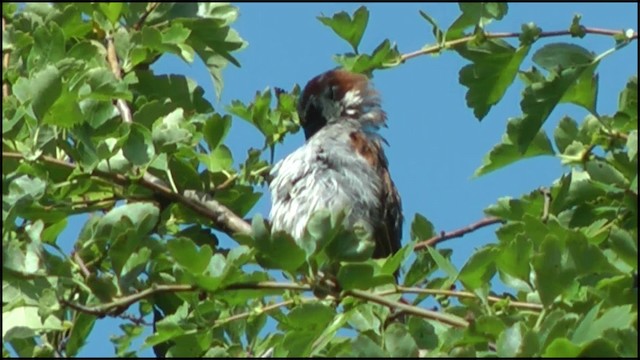 House Sparrow - ML201081771