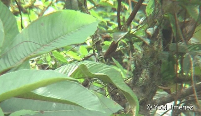 Rufous-winged Fulvetta - ML201081861