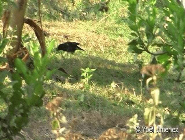 Great Myna - ML201081931