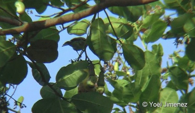 Hooded Tanager - ML201081981