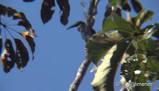 Black-necked Aracari - ML201081991