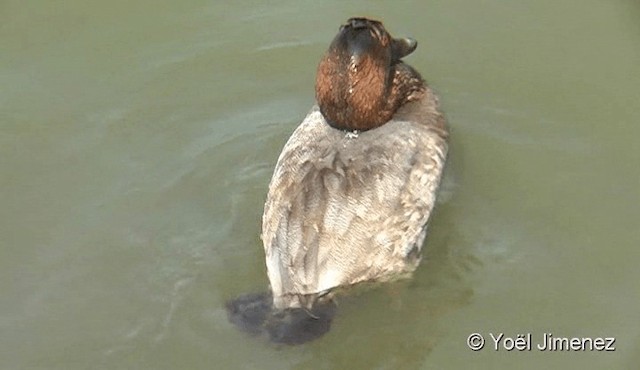 Common Pochard - ML201082141