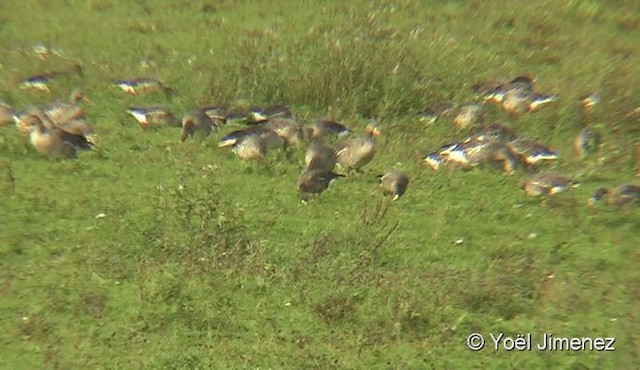 Lesser White-fronted Goose - ML201082221