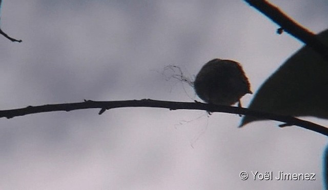 Southern Tropical Pewee - ML201082321